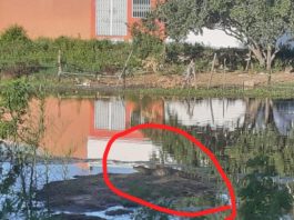 JACARÉ É VISTO EM REDE DE ESGOTO NA CIDADE DE TOBIAS BARRETO