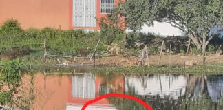 JACARÉ É VISTO EM REDE DE ESGOTO NA CIDADE DE TOBIAS BARRETO