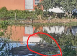 JACARÉ É VISTO EM REDE DE ESGOTO NA CIDADE DE TOBIAS BARRETO
