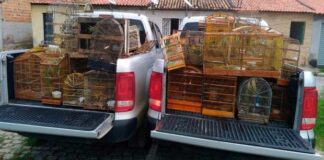 Mais de 70 pássaros silvestres são resgatados pela Adema e Polícia Civil em Tobias Barreto