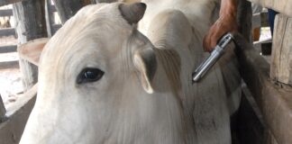 Sergipe inicia primeira etapa da campanha de vacinação contra Febre Aftosa na próxima segunda-feira