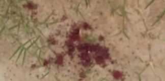 URGENTE: Homem é esfaqueado pela própria esposa em Aquidabã