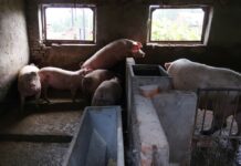 Novo vírus com ‘potencial pandêmico’ achado em porcos na China tem elo com H1N1 que causou mortes em 2009