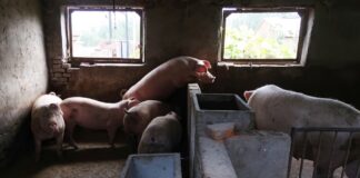 Novo vírus com ‘potencial pandêmico’ achado em porcos na China tem elo com H1N1 que causou mortes em 2009