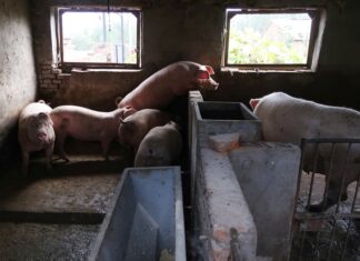 Novo vírus com ‘potencial pandêmico’ achado em porcos na China tem elo com H1N1 que causou mortes em 2009