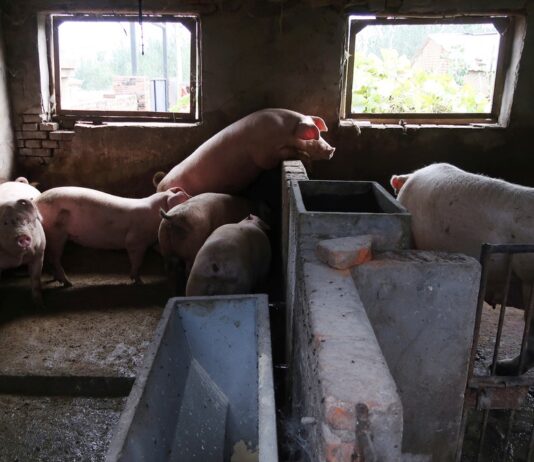 Novo vírus com ‘potencial pandêmico’ achado em porcos na China tem elo com H1N1 que causou mortes em 2009