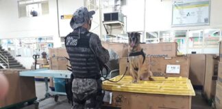 Cadela farejadora ajuda policiais a encontrar tablete de droga em encomenda dos Correios em Aracaju