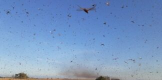 Chegada de gafanhotos em SC depende das condições do vento, diz meteorologista