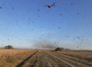 Chegada de gafanhotos em SC depende das condições do vento, diz meteorologista