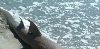 Tubarão é encontrado morto na praia de Maria Farinha, em Paulista no grande Recife