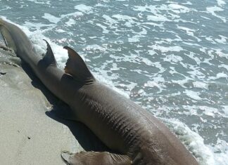 Tubarão é encontrado morto na praia de Maria Farinha, em Paulista no grande Recife