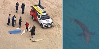 Surfista de 60 anos morre após ataque de tubarão branco na Austrália