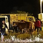 PM flagra evento de vaquejada em pleno período de pandemia no município de Porto da Folha