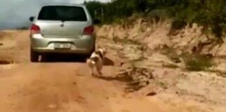 VÍDEO: Cachorro é arrastado por carro com corda no pescoço no Ceará; polícia identifica motorista