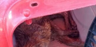 GMS resgata raposa após solicitação de cidadão