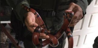 Polícia Federal apreende três serpentes mantidas em cativeiro doméstico em Aracaju