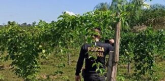 PF de Sergipe apura aliciamento de sergipanos para trabalhar em laranjais no interior de São Paulo