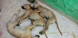 Cães são envenenados no município de Campo do Brito/SE.