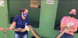 Cobra sucuri verde de 3 metros é resgatada no bairro Coroa do Meio em Aracaju