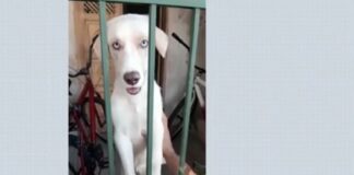 Homem preso por agredir o próprio cachorro em Aracaju já está em liberdade