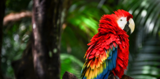 Arara-vermelha em risco de extinção é resgatada em São Cristóvão