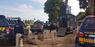 PRF resgata 112 animais silvestres durante fiscalização em Sergipe