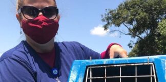 Um macaco Guigó (Callicebus coimbraii) foi resgatado pela equipe da ADEMA na cidade de Itaporanga.