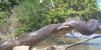 Vídeo de ‘anaconda brasileira’ tomando sol se torna viral internacional