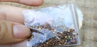 Endagro alerta para perigo em abrir pacotes com sementes vindos do exterior