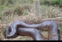 Sucuri de quase 8 metros é flagrada por motorista em MS: ‘Nem lembrei que podia me dá um bote’; veja vídeo