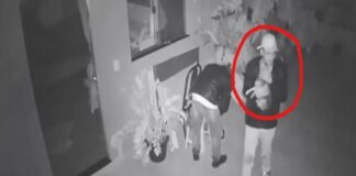 VÍDEO: Cachorro pede colo e ganha carinho de ladrões de casas