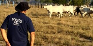 Polícia Civil de Tobias Barreto identifica e prende autor de furto de gado