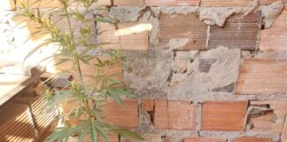 Polícia Civil de Tobias Barreto apreende plantas de maconha na casa de suspeito de envolvimento com tráfico na Lagoa Redonda