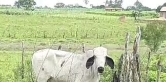 Garrote perdido no Peba, em Itapicuru – BA.