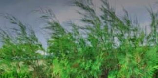 Coronavírus faz mais uma vítima em Tobias Barreto – SE.