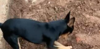 Pinscher x9: cachorro de traficante entrega dono para policia e mostra droga enterrada