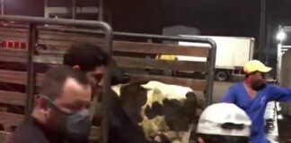 Polícia Civil prende em flagrante por furto de gado