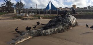 Baleia jubarte encalha e morre na Barra dos Coqueiros