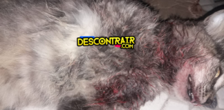 Cachorro Pitbull mata gato em Tobias Barreto; dono do cachorro é suspeito de provocar a situação