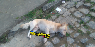 Cachorro encontrado morto na manhã desta segunda-feira (30) em Tobias Barreto.