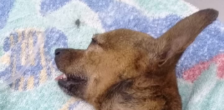 Cachorro de Tobiense é atacado por um outro cachorro de grande porte e por pouco não foi morto.