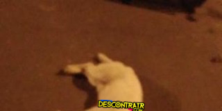 Atropelaram um cachorro na noite de ontem (20) na rua José Pedro Barreto em Tobias Barreto/SE.