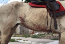 Homem é preso acusado de maus-tratos contra cavalo; animal apresentava ferimentos do tipo mutilação