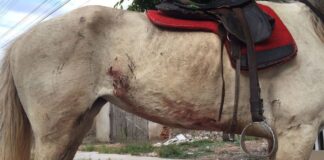 Homem é preso acusado de maus-tratos contra cavalo; animal apresentava ferimentos do tipo mutilação