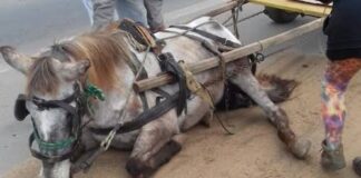 Ministério público através do promotor DR. Paulo José instaurou procedimento e exige requisitos para autorização de evento com participação de animais em Tobias Barreto.