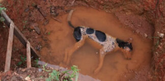 Cães são encontrados mortos em Simão Dias e homem confessa à polícia que envenenou animais