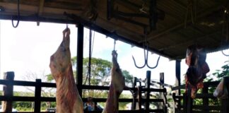 Polícia Civil flagra abatedouro clandestino em Itaporanga D’Ajuda