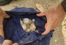 Idoso é suspeito de destruir ninho e pegar mais de 100 ovos de tartaruga marinha em Aracaju