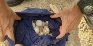 Idoso é suspeito de destruir ninho e pegar mais de 100 ovos de tartaruga marinha em Aracaju