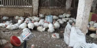 Adema flagra abate clandestino de aves em Cedro de São João